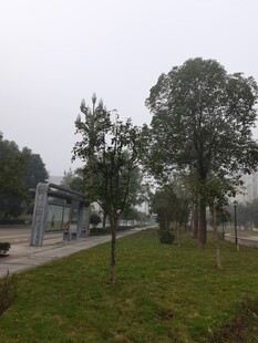 户外绿化道路景观