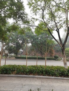 城市公园绿树景观