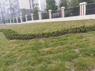 整齐草坪与围栏景观