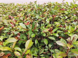 多彩叶片的植物景观