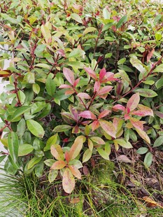 多彩叶片的植物特写