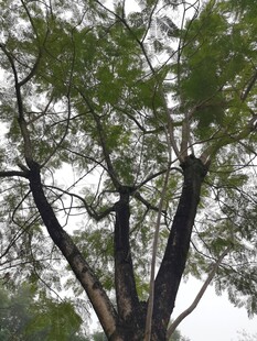 仰视下的繁茂树木