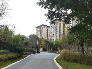 小区内的宁静林荫道路