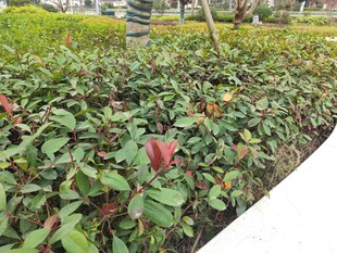 绿化带中的多彩植物