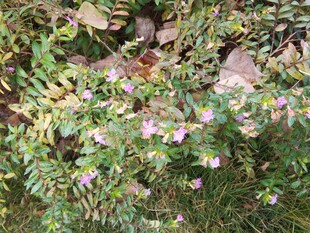 草丛中的粉色小花