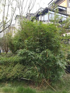 户外繁茂绿植与建筑景观
