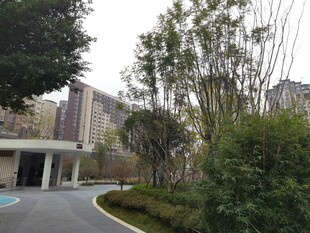 小区周边绿化景观