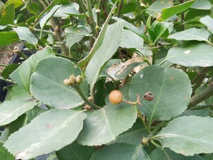 绿叶间的橙色果实