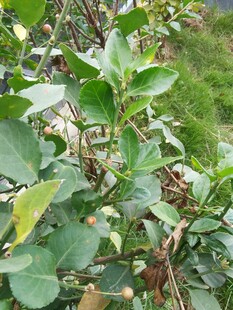 绿叶间的果实与繁茂枝叶