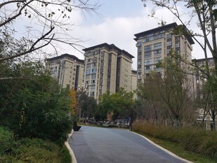 小区周边林荫道路景观