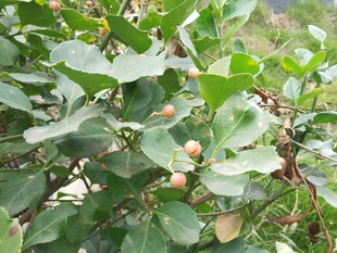 枝头挂果的繁茂绿植