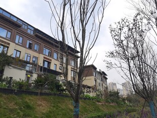 郊外建筑旁的光秃树木