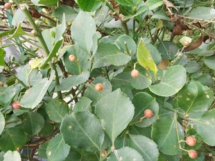 绿叶间的红色小果实