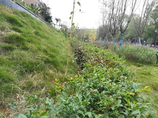 郊外绿植繁茂的自然景象