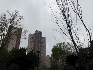 城市中林立的高楼与树木