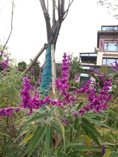 庭院中的艳丽紫色花卉