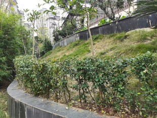 蜿蜒小径旁的绿植景观