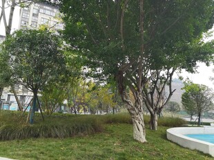 户外绿树环绕的休闲场地