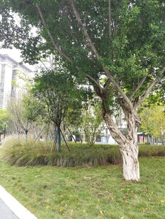 城市中的绿意盎然景观