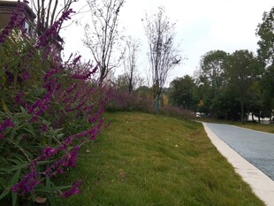 路边紫色花丛与翠绿草地