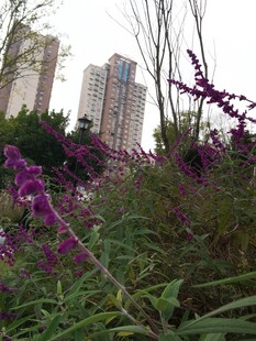 城市中绽放的紫色花卉