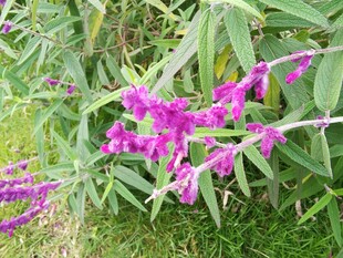 紫色花枝绽放于绿叶间