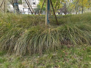 草丛中的绿植景观