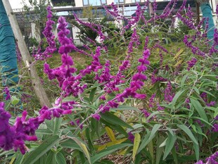 紫色花卉植物景观