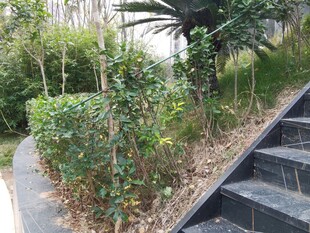 路边绿植与石阶景观