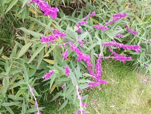 紫色花卉绽放于绿叶间