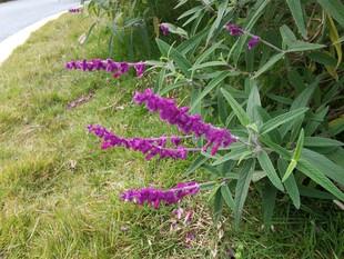 紫色穗状花绽放于草丛