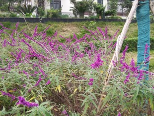 人在紫色花丛中清理杂草