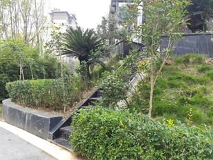 城市精致绿植景观一角