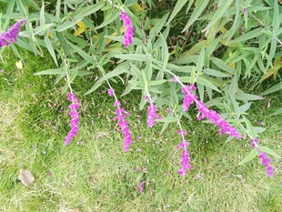 紫色穗状小花绽放于草地