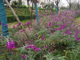 紫色花丛中的自然景致