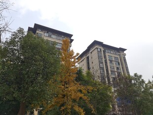 秋日树木环绕的两栋建筑