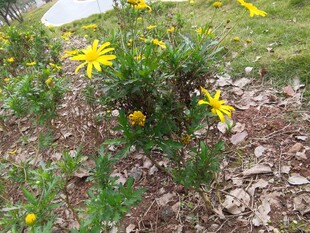 石缝中绽放的黄色小花