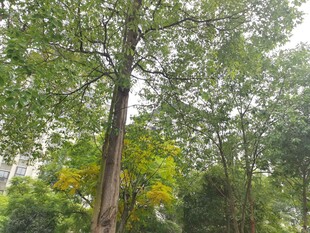 挺拔大树与繁茂绿植景观