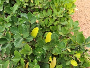 绿叶间的黄色果实