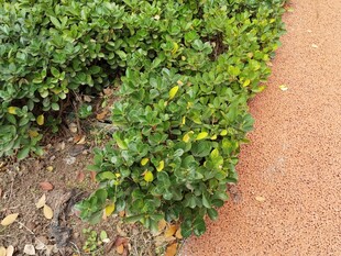 路边绿植与黄色小花