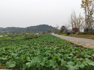 田园蔬菜地乡间小路景