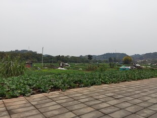 乡村田园步道风景