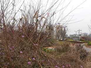 郊外荒野中的稀疏花草