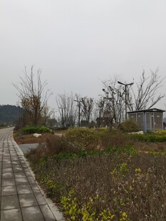 郊外荒芜小路与稀疏植被