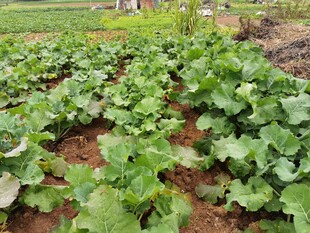 菜园里的绿色蔬菜