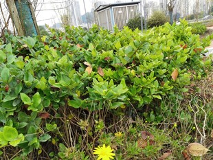 绿叶丛中一朵黄色小花