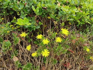 草丛中的黄色小花绽放