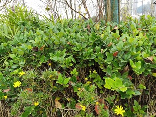 绿叶丛中绽放的黄色小花