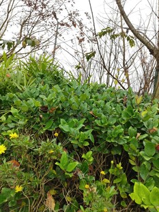 绿意盎然的植物景观