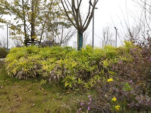 户外绿植景观
